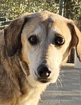 Cleo, geb. ca. 10/2019, Griechenland - Euskirchen