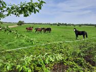 Jungpferdeaufzucht Hengste Stuten Rentner - Ochtersum