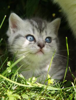 reinrassige BKH Kitten aus seriöser Hobbyzucht - Hartheim (Rhein)