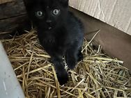 3 Schwarze Babykatzen abzugeben - Altomünster