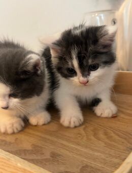 BKH MIX Babykatzen - Kitten - Katzen - Köln