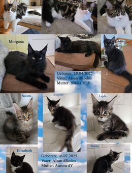 Wunderschöne Maine Coon Kitten mit herausragendem Stammbaum - Roggwil BE