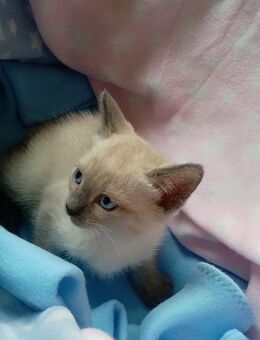 Blue Point Siam Mädchen - Dresden