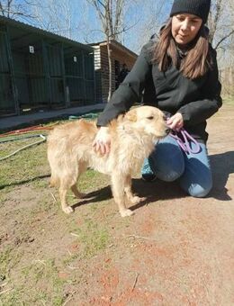 Gina sucht ein Zuhause - Elsenfeld