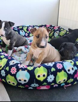 Süße Bull terrier-Welpen - Düsseldorf