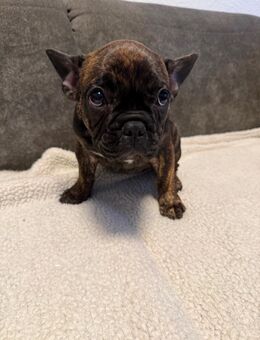 Welpen Französische-Bulldogge - Mönchengladbach
