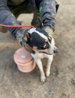 Lea LM Angsthündin - Neustadt (Rübenberge)