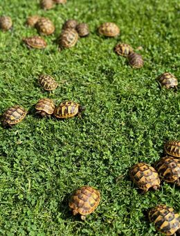 Breitrand Landschildkröten Babys von 2020, 2024 und 2025 aus Freilandhaltung - Leverkusen