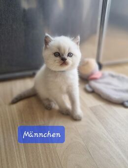 BKH Point Kitten mit blauen Augen - Neuss