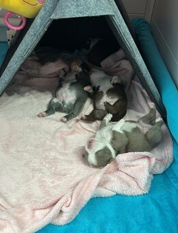 Boston Terrier Welpen - Damme Zentrum