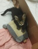 Maine Coon Kitten in 88448