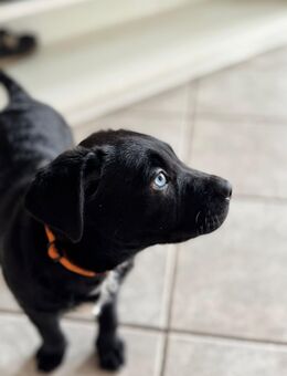 Border Collie Mischling Welpe - Heiden