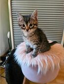 Zwei männliche Kitten suchen ein neues Zuhause in 60386