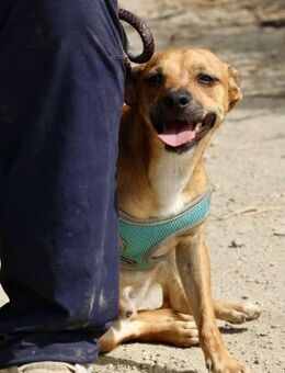 Ollie, zutraulich, aufmerksam, offen - Westerholt