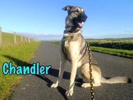 Chandler sportlicher Begleiter 10/21 - Ruppertsecken