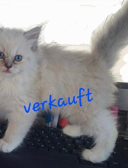 Ragdoll Kitten - Brandis