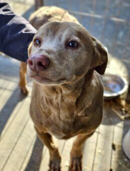 EMIL sucht Gnadenbrotplatz - Weilheim (Oberbayern)