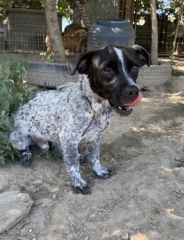 Rocky - sitzt verzweifelt im Tierheim - Köln
