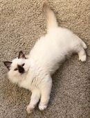 Birma-Kätzchen in 52382