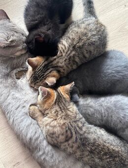 British kurzhaar katzen - Hamburg