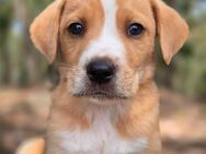 Hundebaby Topázio - Talkau