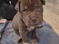 Süße kleine babys - Krefeld