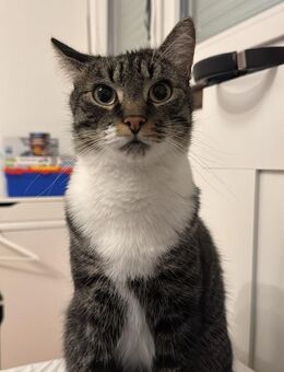 Nami sucht ein liebevolles Zuhause - Hürth