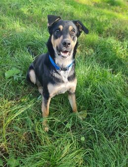 LINA 💛💛💛 sanft und liebenswert - Herxheim (Landau)