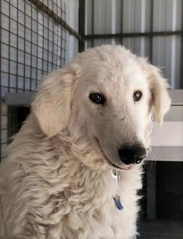 Herdimix Balou sucht geeignetes Umfeld - Schnarup-Thumby