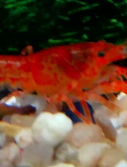 Mandarin-Zwergkrebse - Hohenroth