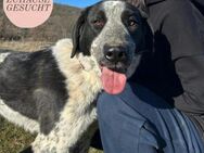 Zuckersüßer BOBI sucht Herzmenschen❤️ - Saarbrücken