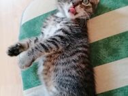 Katzenkinder, Katzenbabys, Kitten - Ascheberg (Holstein)