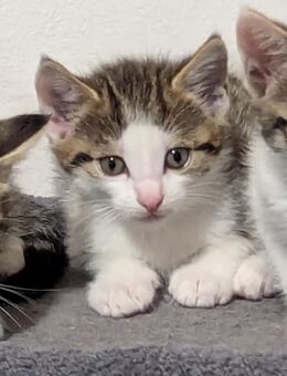 Liebe 1 jäh. Hauskatze mit ihren 3 Kitten sucht ein wunderschönes neues Zuhause - Steinhöring