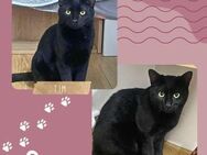 Katzenjungs Tim und Tom möchten reisen - Lalendorf