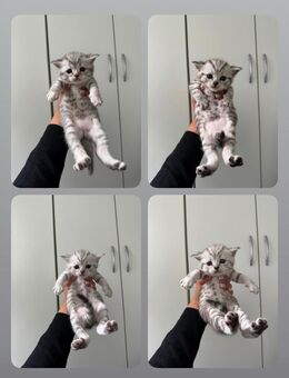 Britisch Kurzhaar Kitten mit Teddy-Fell Bkh - Berlin
