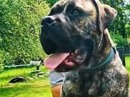 Presa Canario YAGO DE LA ARENA Rüden-Welpe - Walsrode