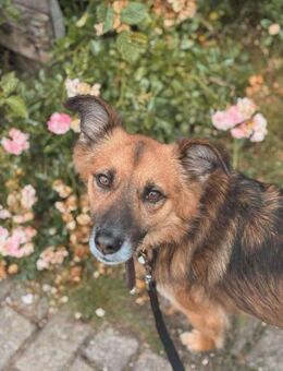 Kali - ein hübscher Quatschkopf - Elsdorf (Nordrhein-Westfalen)