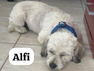 Alfi - als Spielzeug ein totaler Flop - Berlin