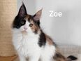 Maine Coon Kitten in 85247