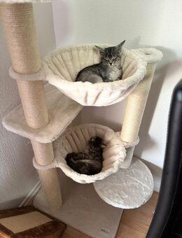 Katzen suchen neues Zuhause - Bad Orb