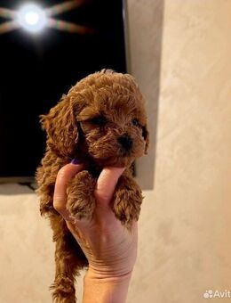 Süsse Toy Pudel Welpen - Bramsche