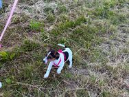 Jack Russell Terrier Welpe Lili - Weinsberg