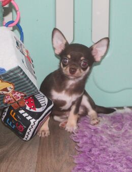Reinrassige Chihuahua Welpen in Schoko Tan mit Ahnentafel - Köthen (Anhalt)