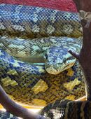 Teppich Python in 57271