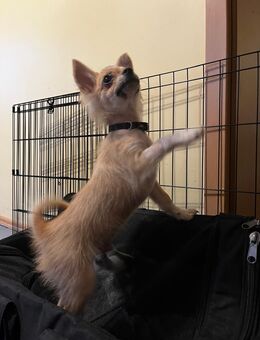 Chihuahuawelpen Rüden Langhaar rot und schwarzweiß - Bedburg