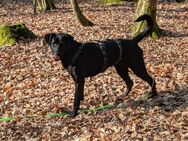 Labrador x Dobbermann mix - Schuby