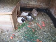 Meerschweinchen suchen ein neues Zuhause - München