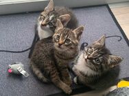 Kitten Mix in liebevolle Hände abzugeben - Tauberbischofsheim