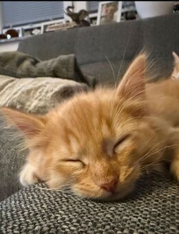 Mainecoon mix - Dorsten