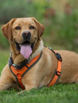 Mr. Sam - Labrador - 4 Jahre - Tierhilfe Franken e.V. - Lauf (Pegnitz) Zentrum